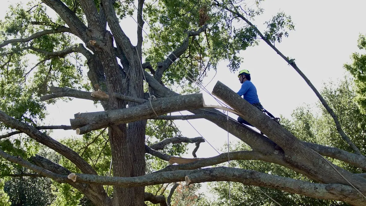 Professional Crown Thinning performed by certified arborists in Jarrettsville