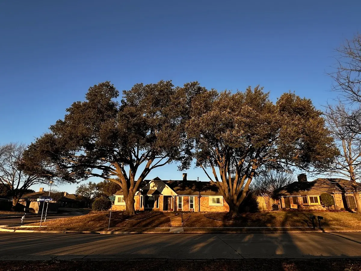Established residential canopy tree shading a home in Jarrettsville
